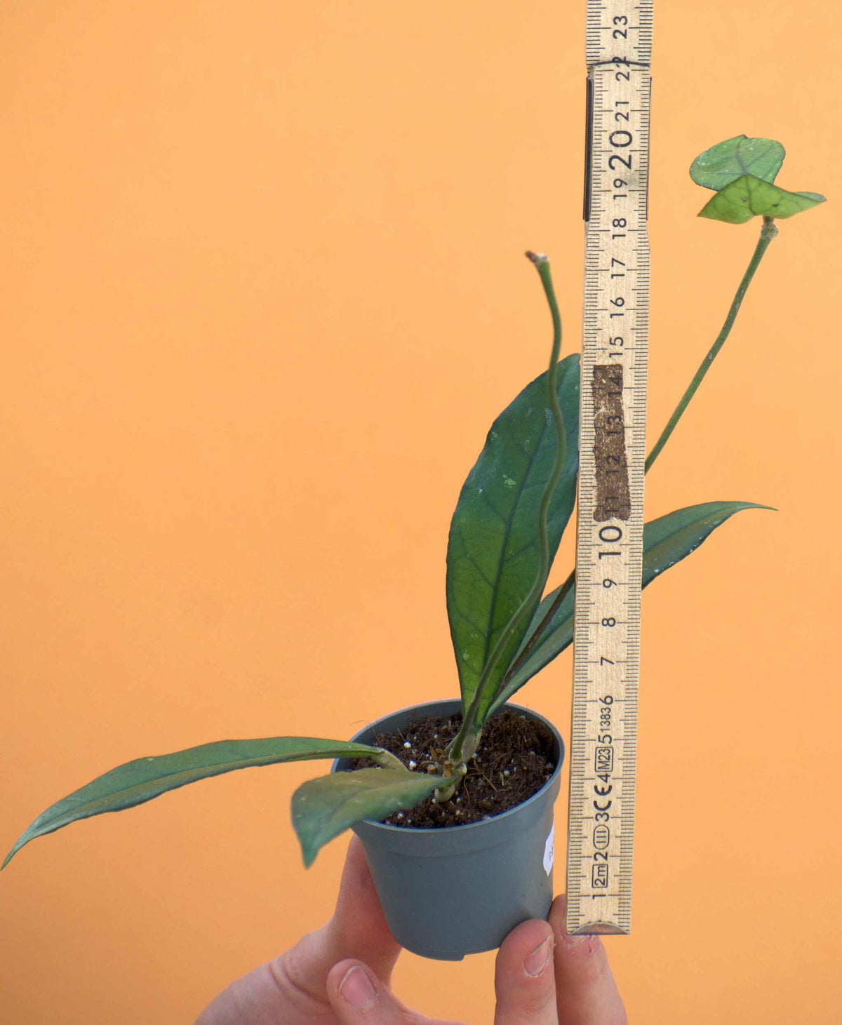 Hoya crassipetiolata liten storlek