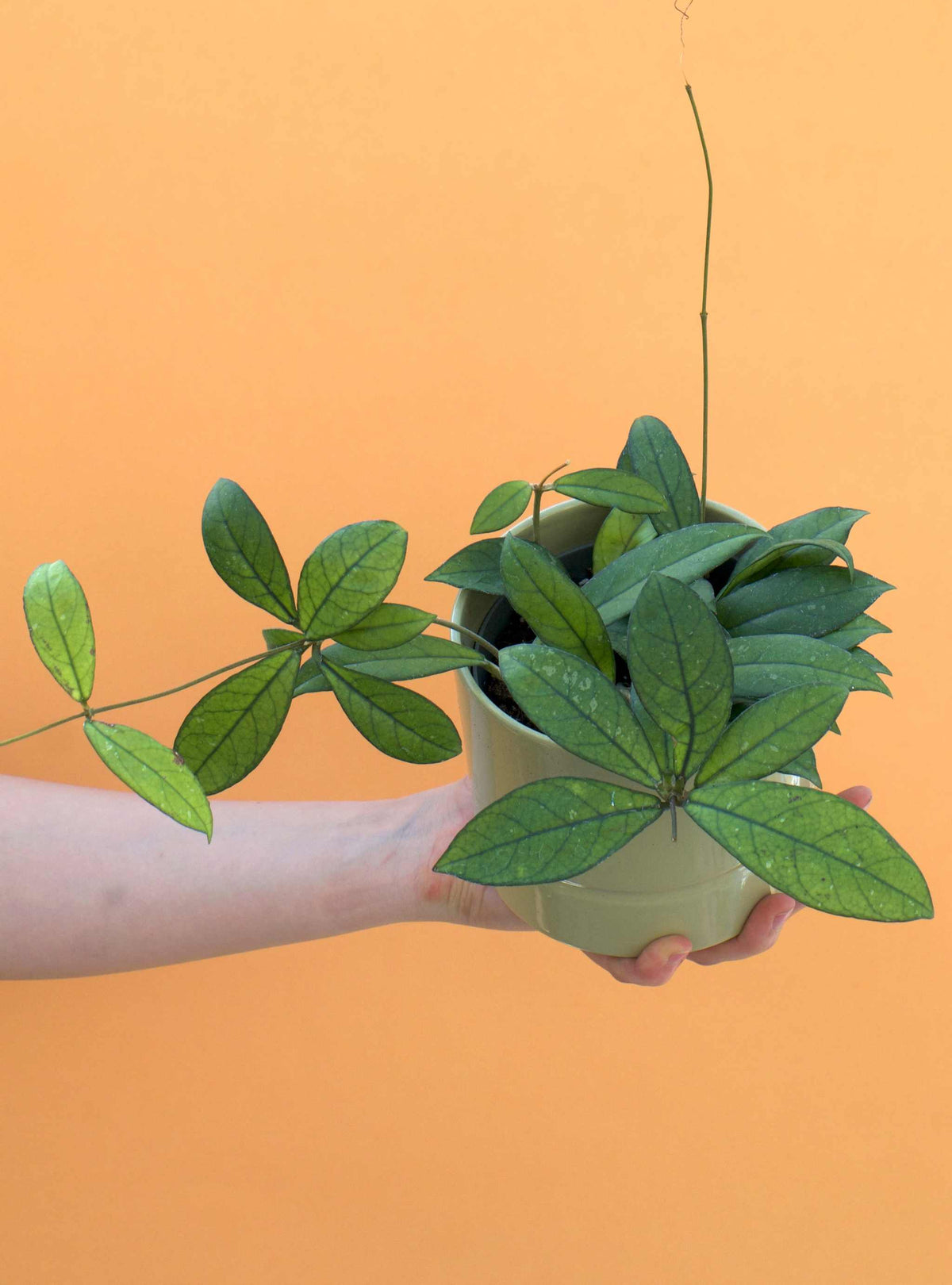 Hoya crassipetiolata