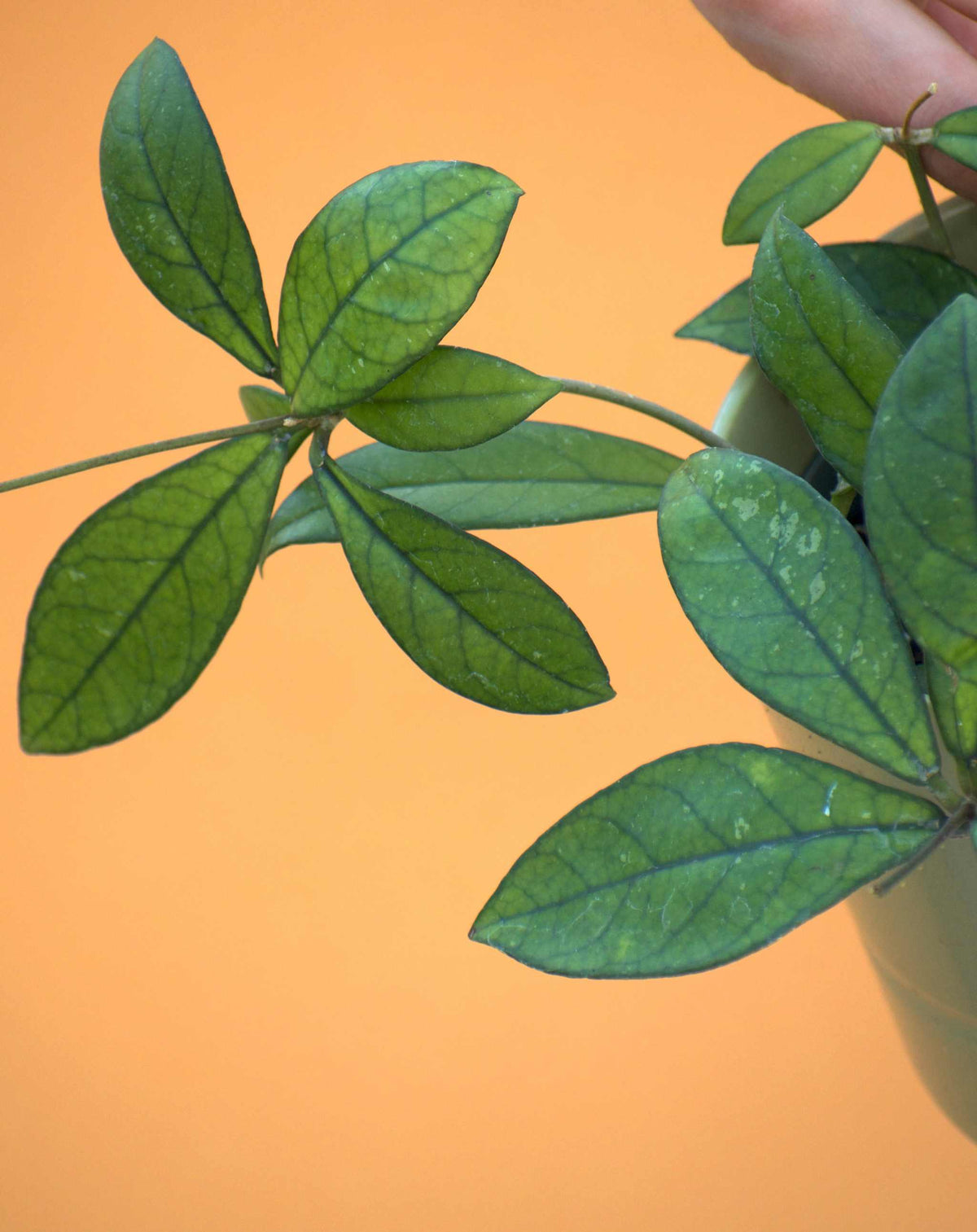Hoya crassipetiolata