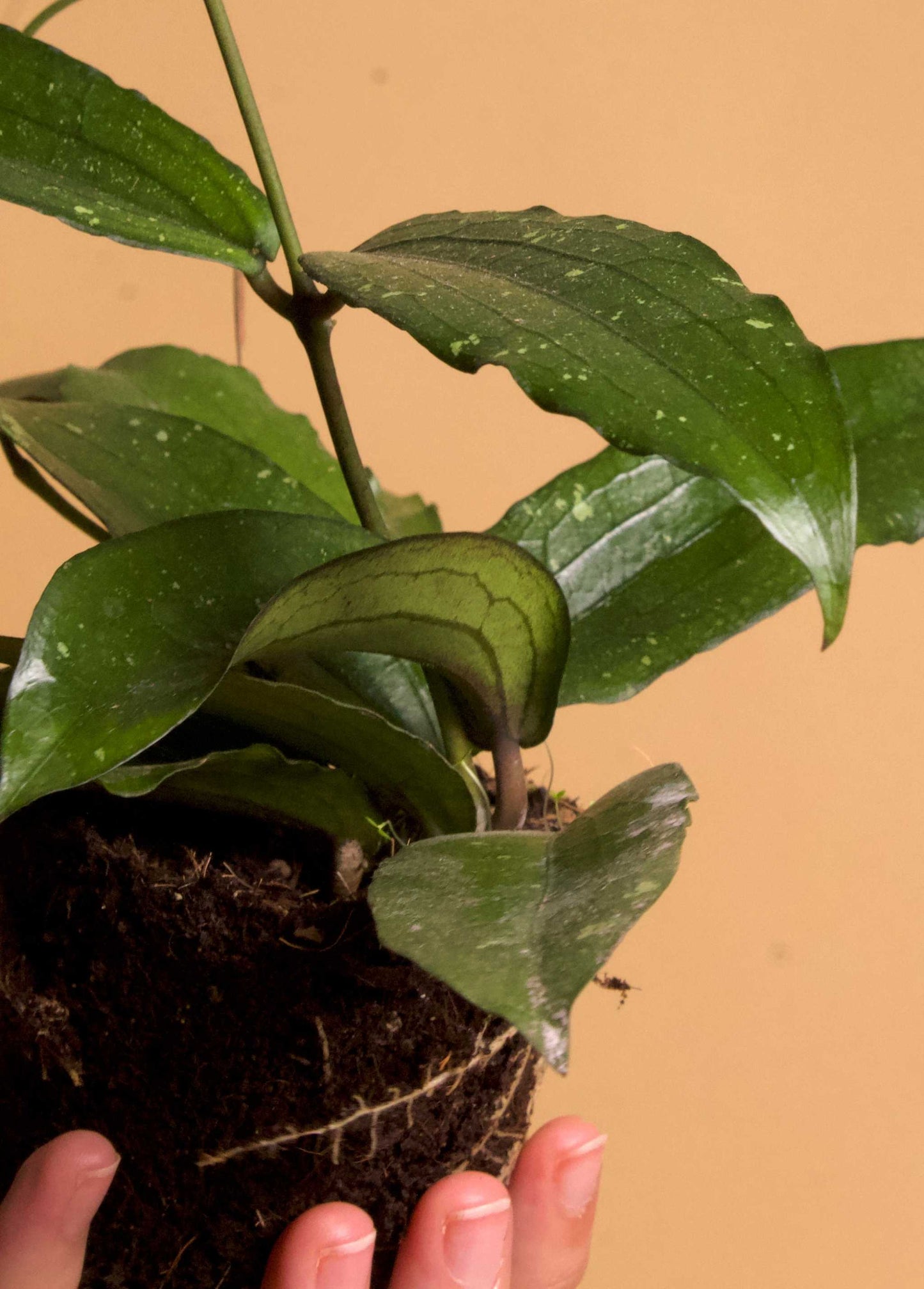 oya erythrina