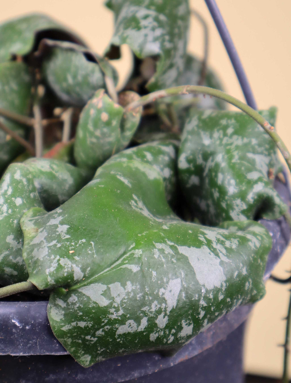 Hoya imbricata