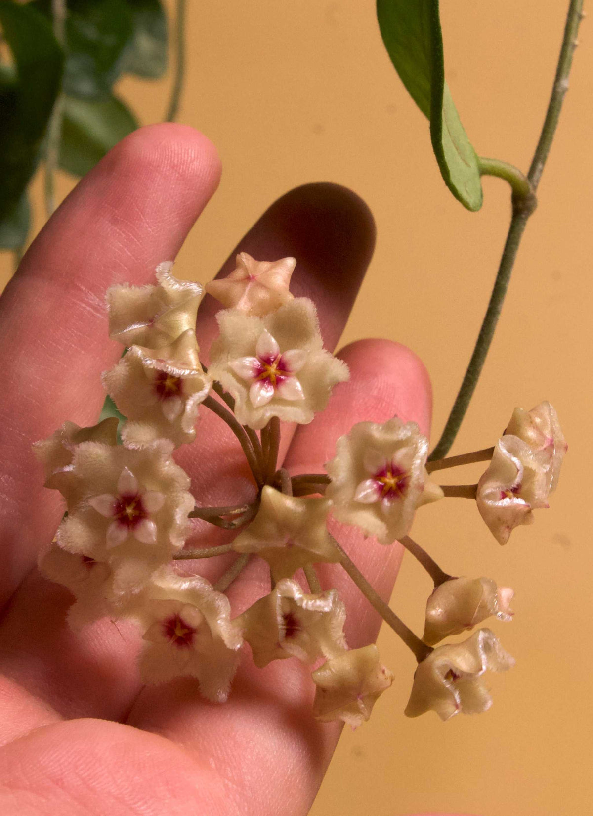 Hoya mathilde splash blomma