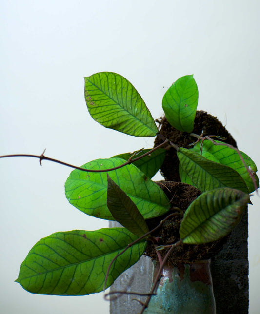 Hoya sp. sabah (RP013)