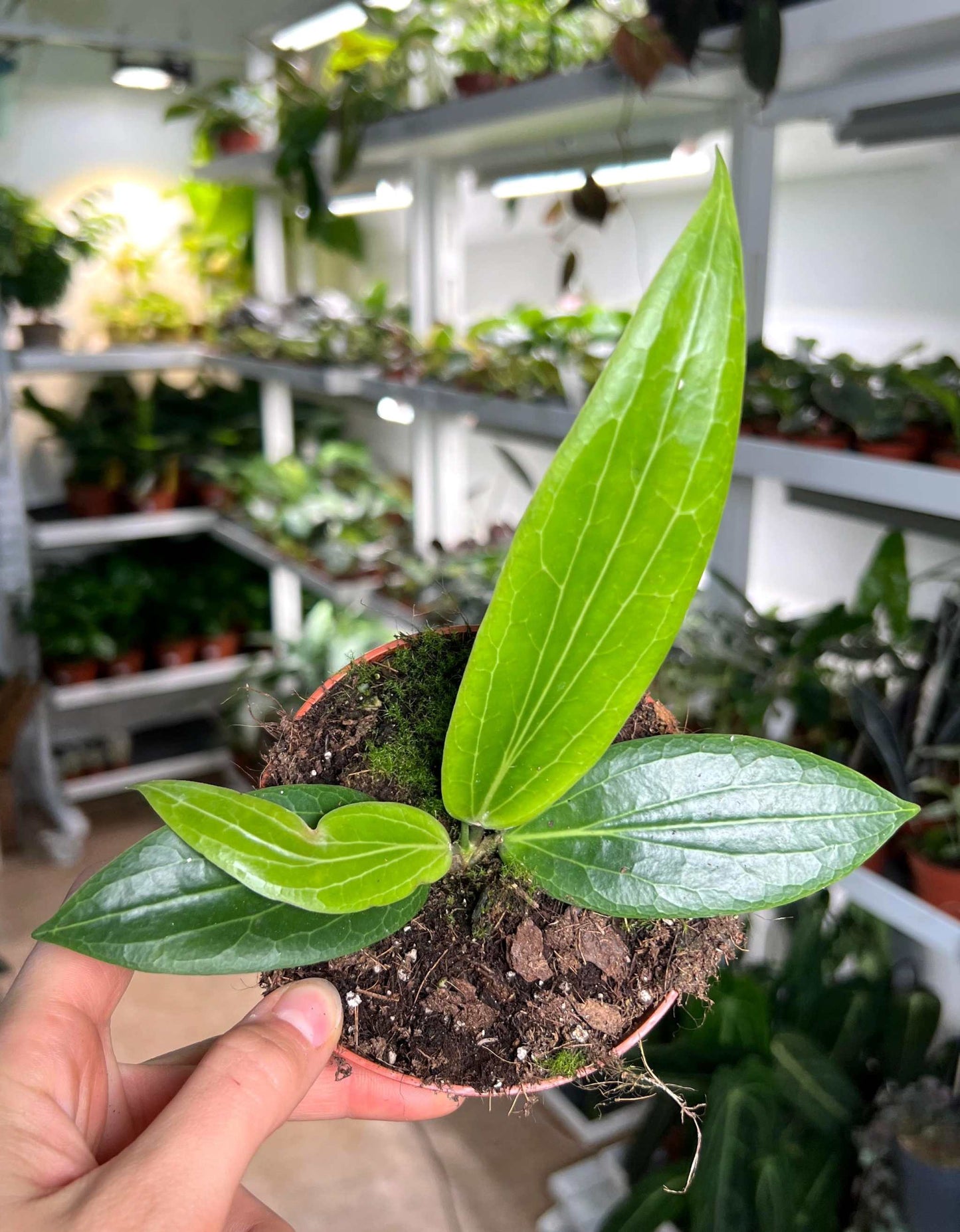 Hoya soligamiana
