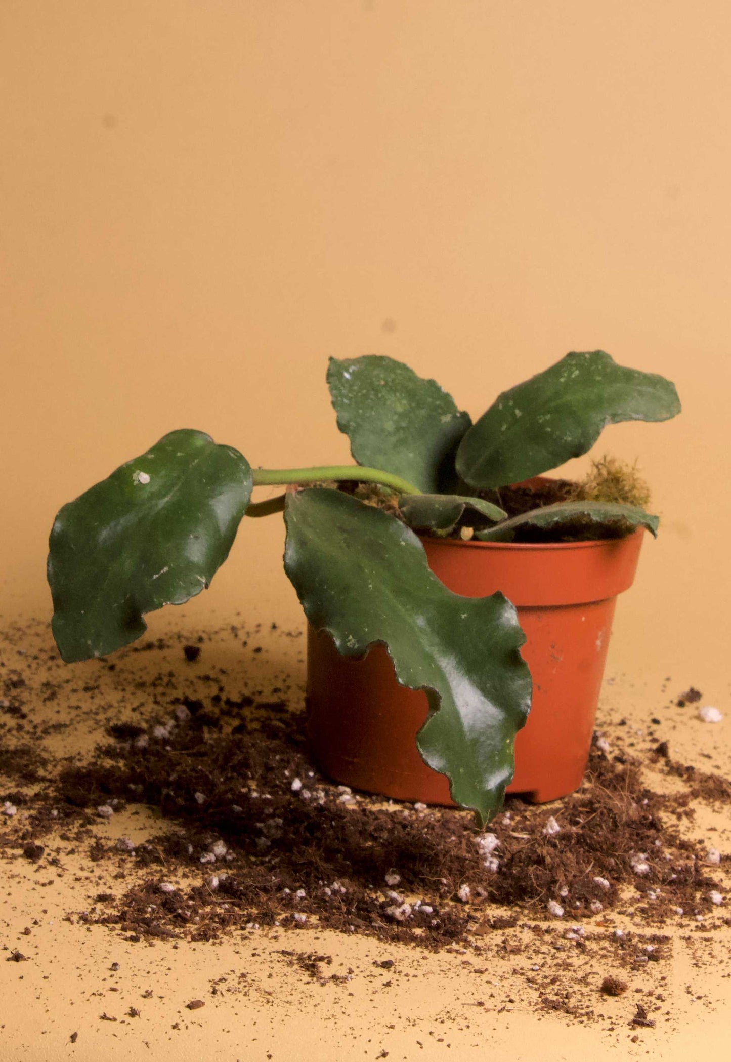 Hoya waymaniae