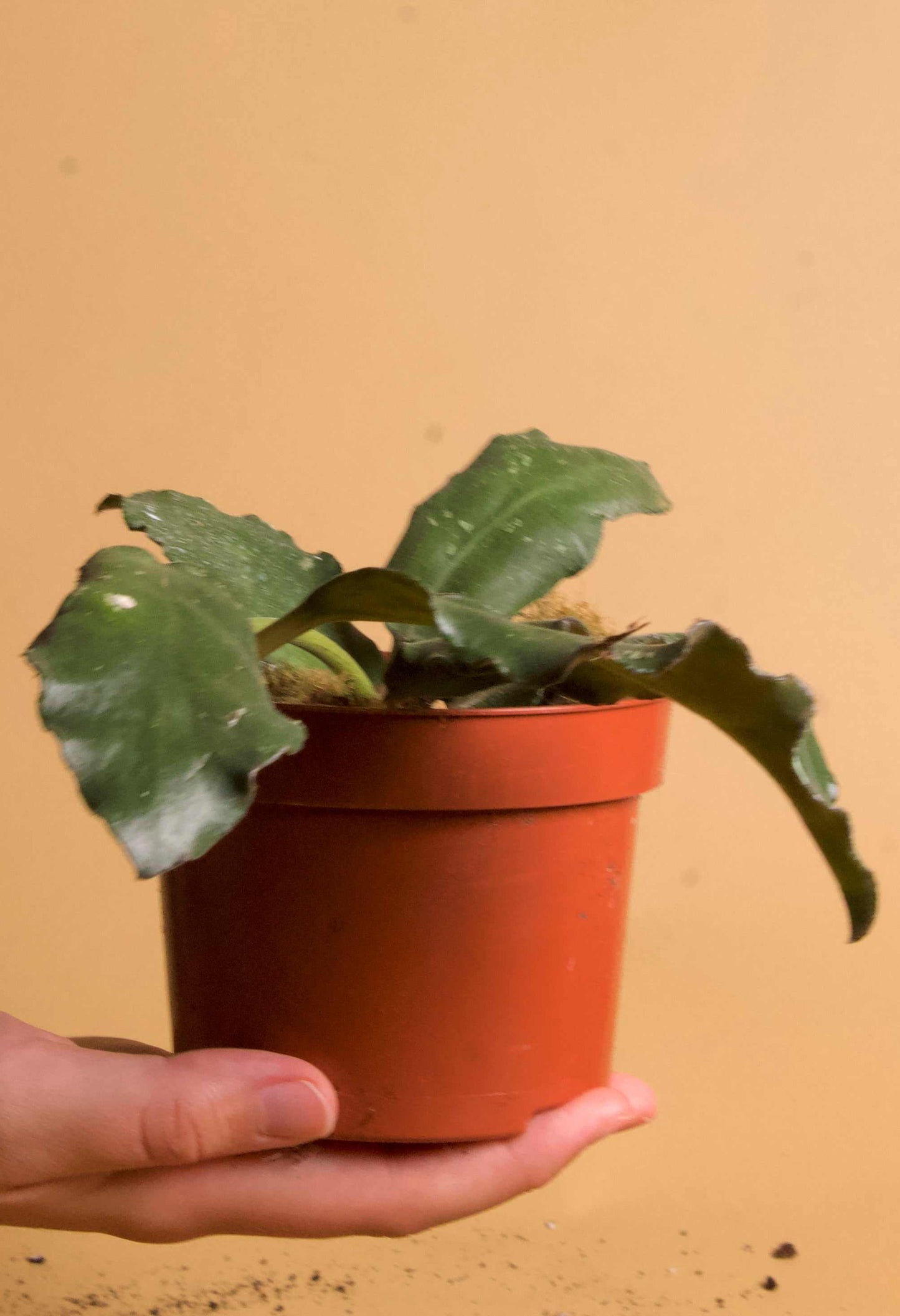 Hoya waymaniae