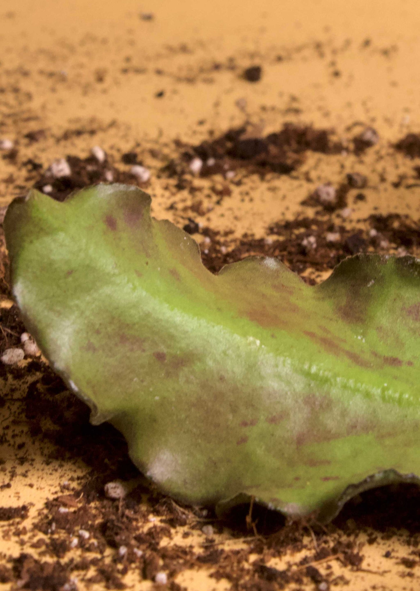 Hoya waymaniae