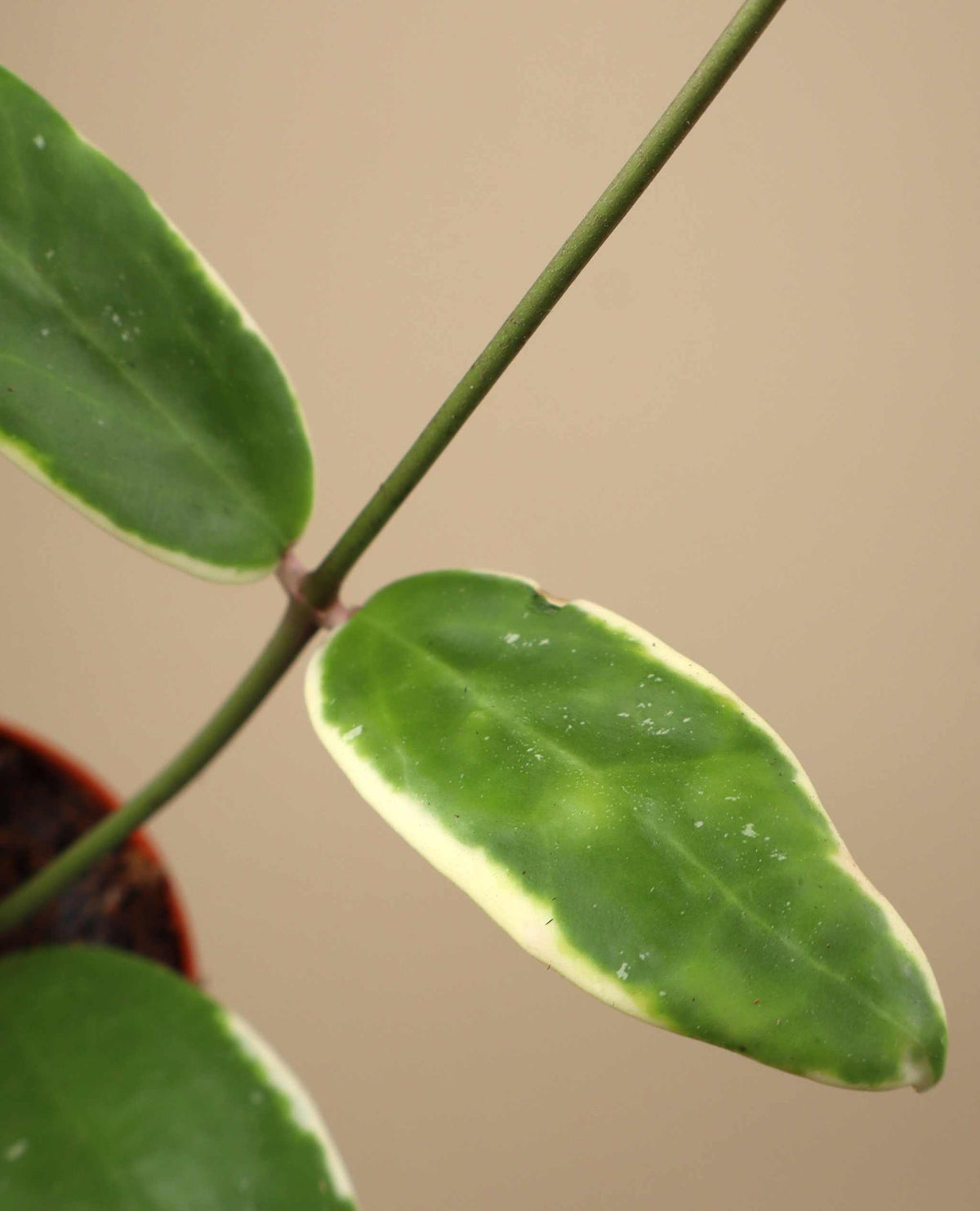 Hoya verticillata 'Albomarginata'