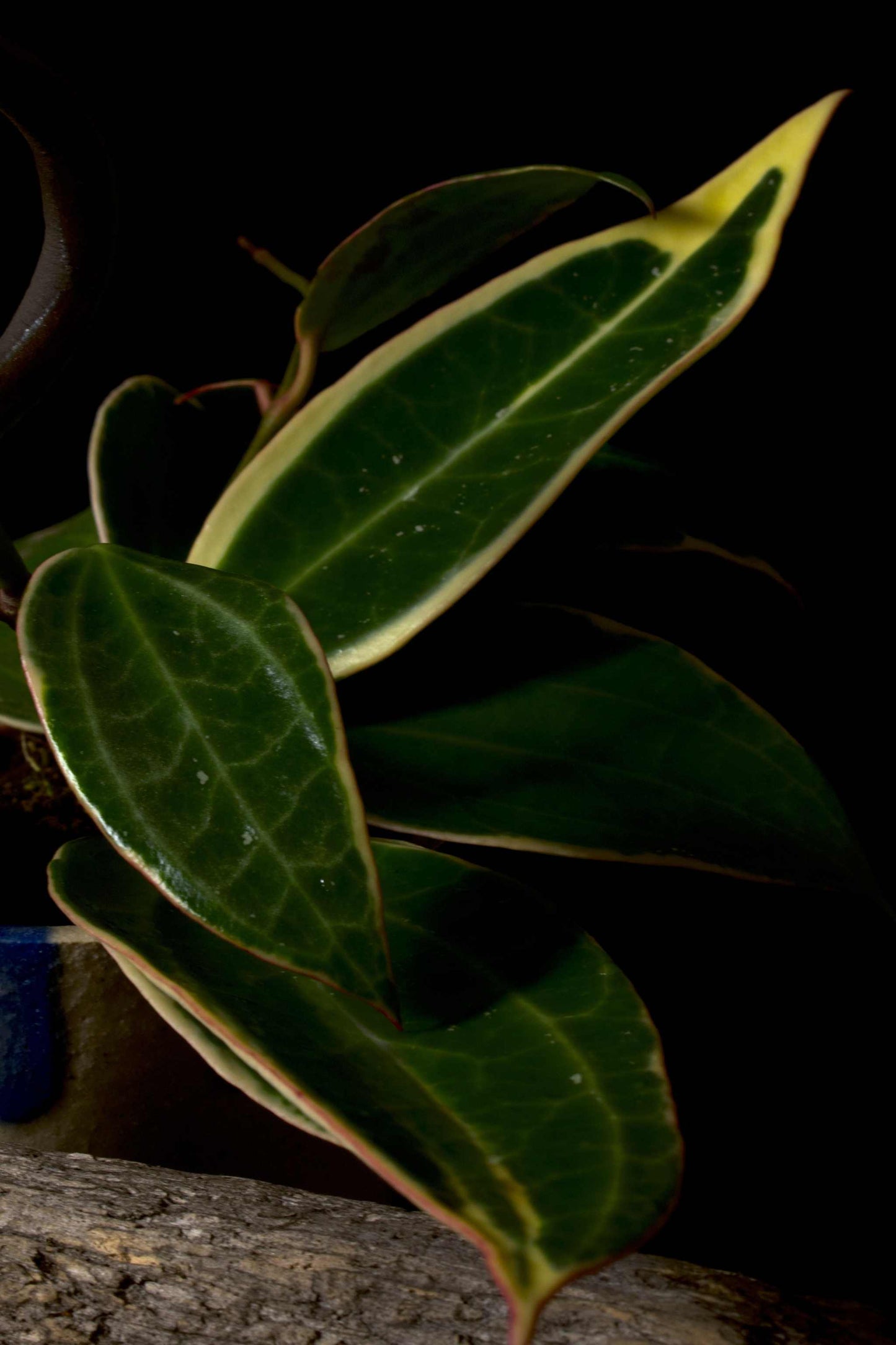 Hoya latifolia 'Albomarginata' vackert blad som glänser med vit kant