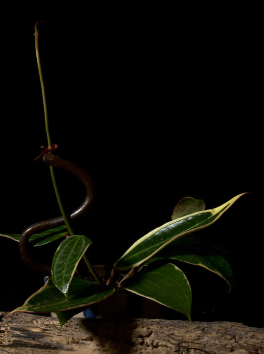 Utzoomad Hoya latifolia 'Albomarginata' med mörk bakgrund