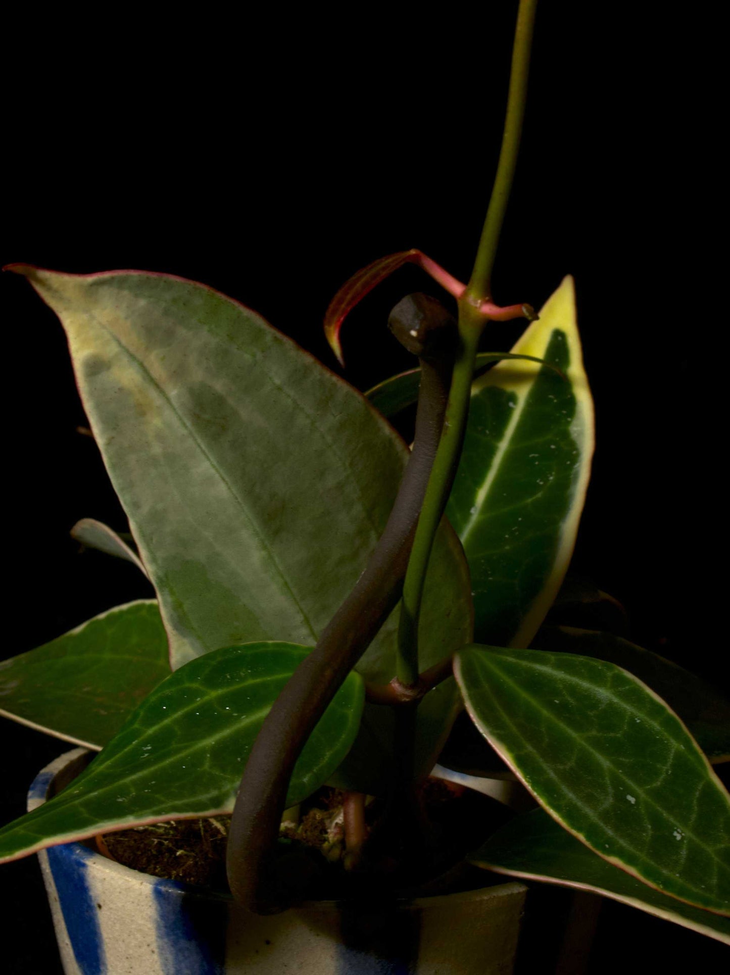 Hoya latifolia 'Albomarginata' i en handgjord keramik kruka