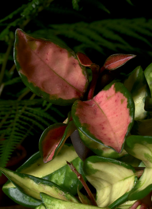 Hoya carnosa 'Tricolor'