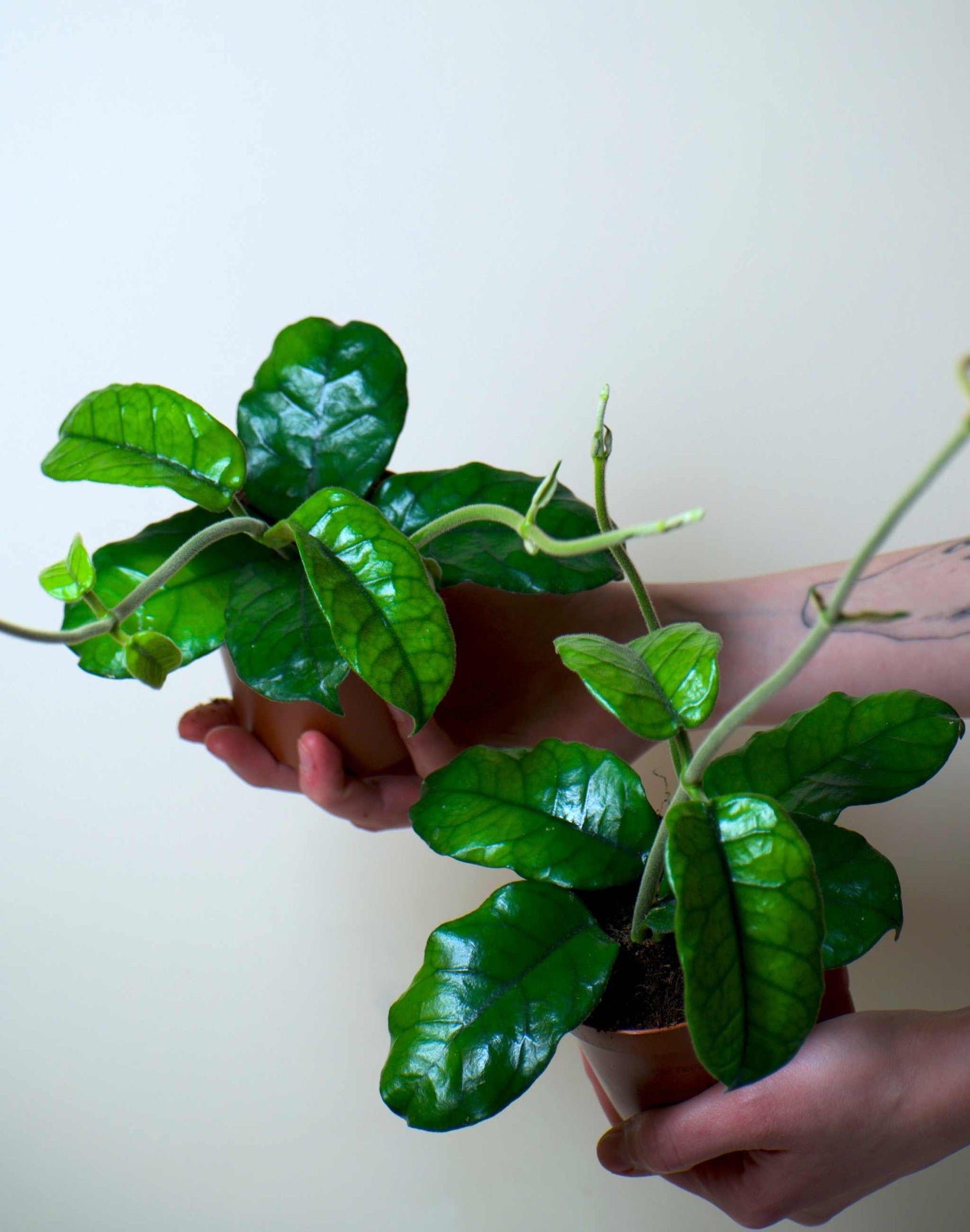 Hoya globulosa