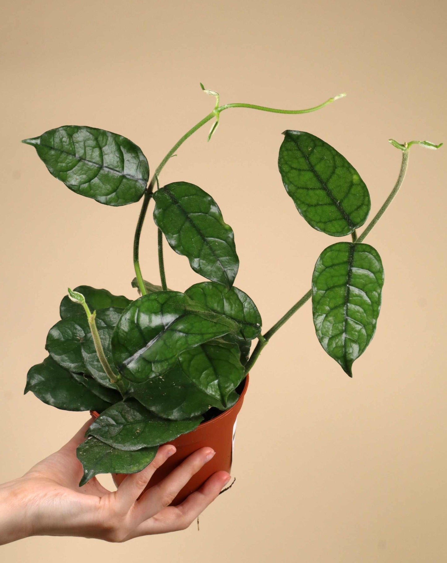 Hoya globulosa