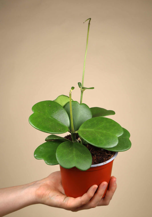 Hoya kerrii