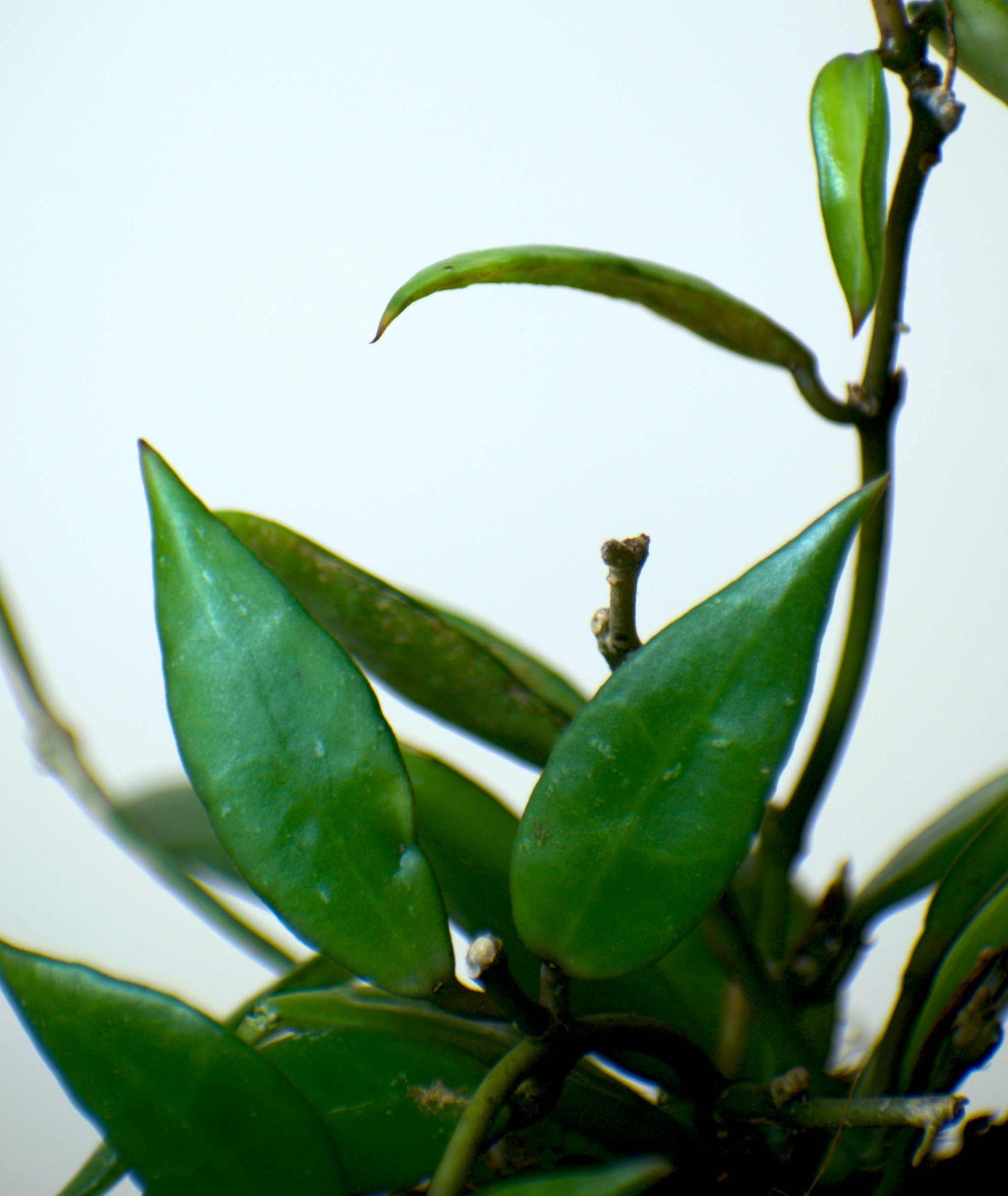 Hoya laucunosa