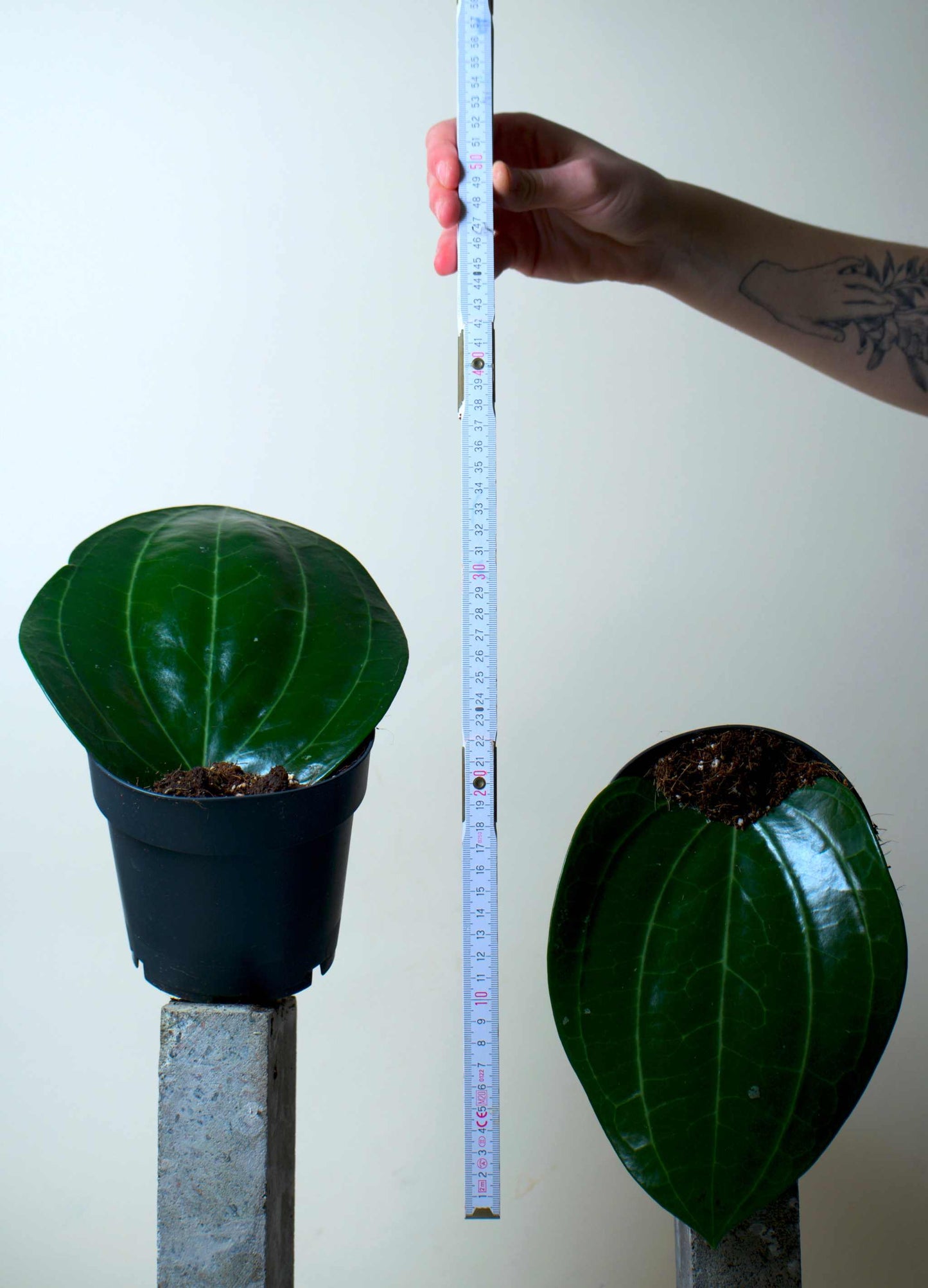 Hoya latifolia storlek