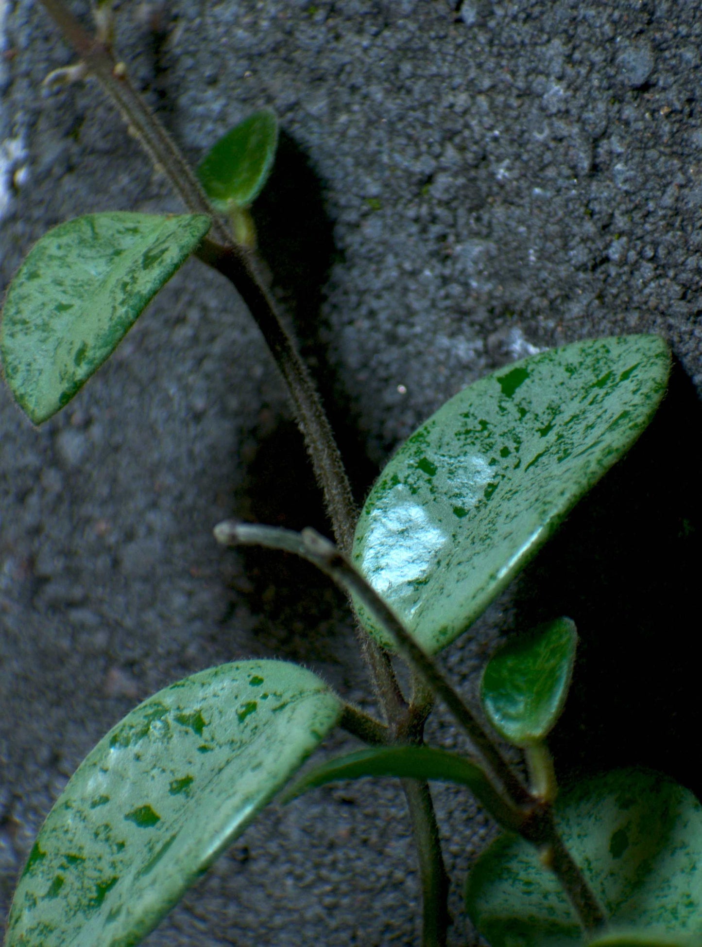 Hoya Mathilde Splash