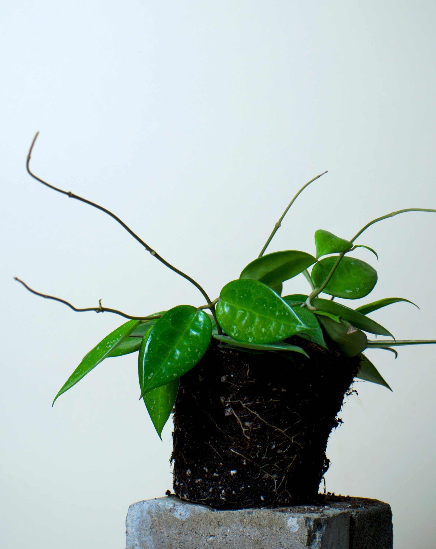 Hoya parasitica