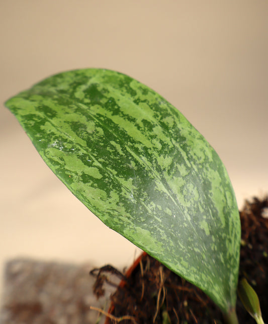 Hoya sp. rangsan