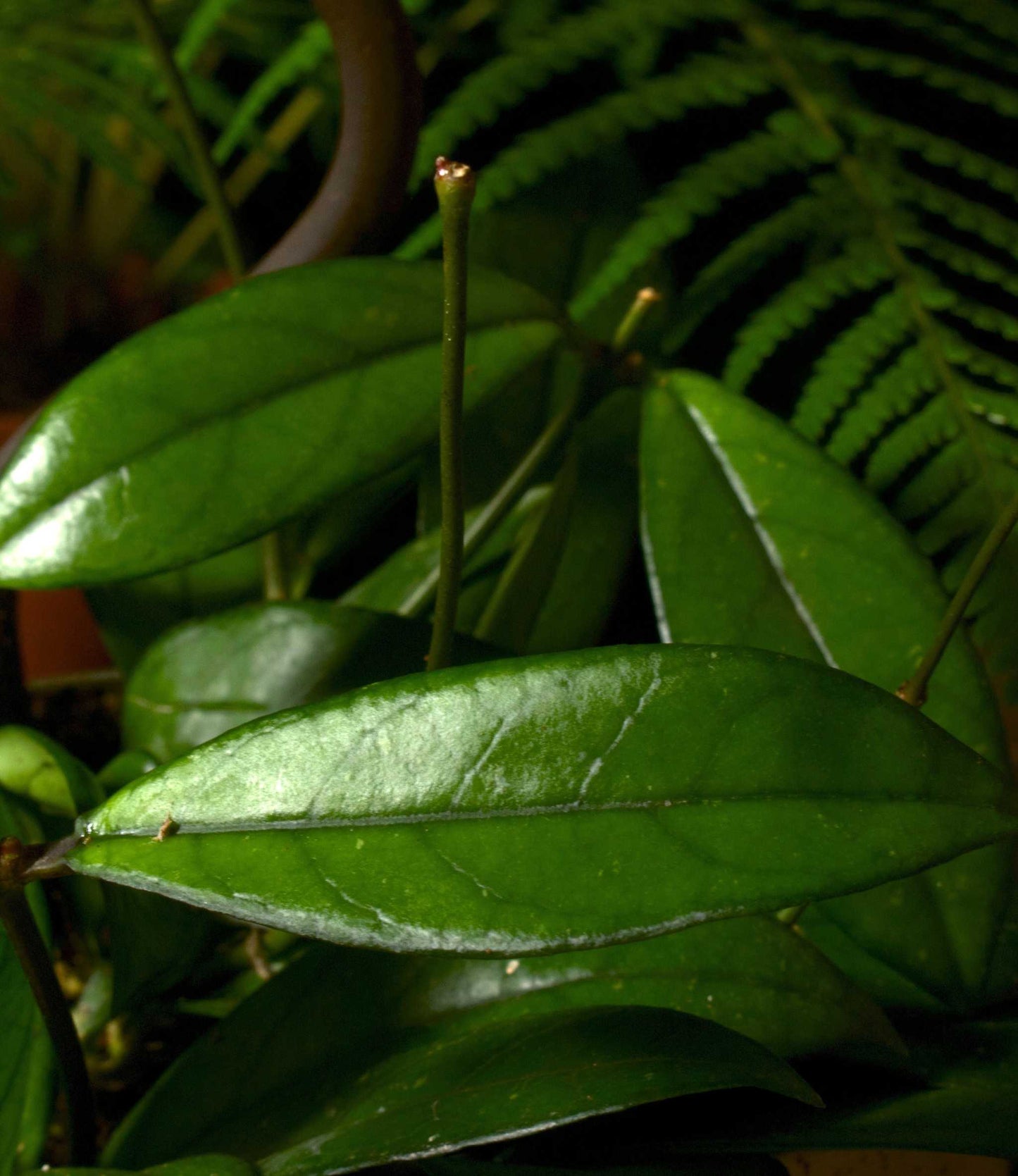 närbild på Hoya Crassipetiolata blad