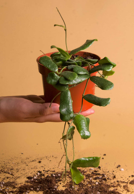 Hoya rotundifolia
