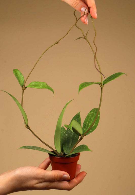 Hoya sp. Loei Province