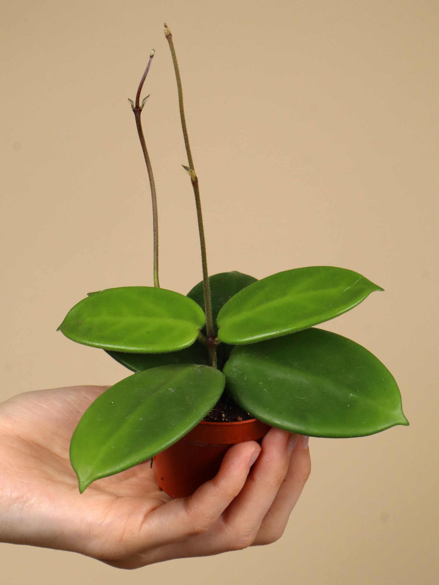 Hoya vangviengiensis