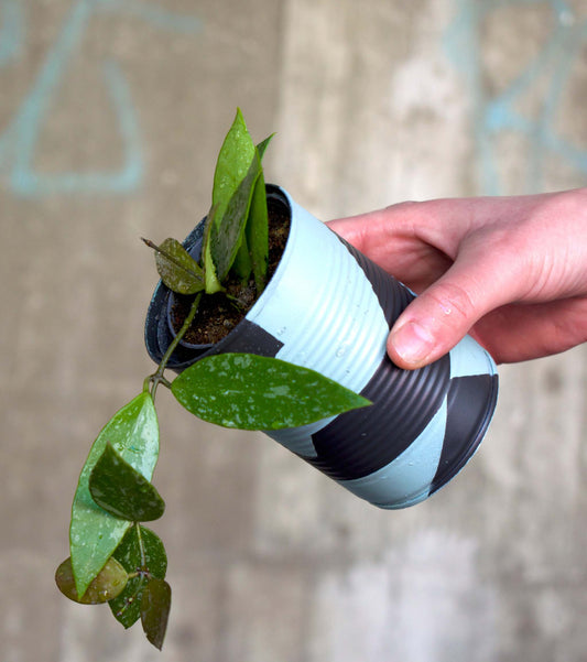 Upcycle pots spring 2024