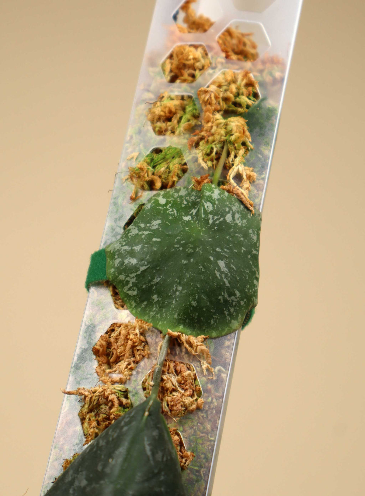 Hoya imbricata