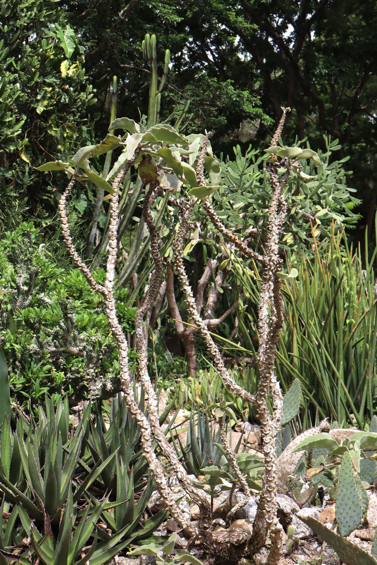 Kalanchoe beharensis 'Elefantenohr-Kalanchoe'