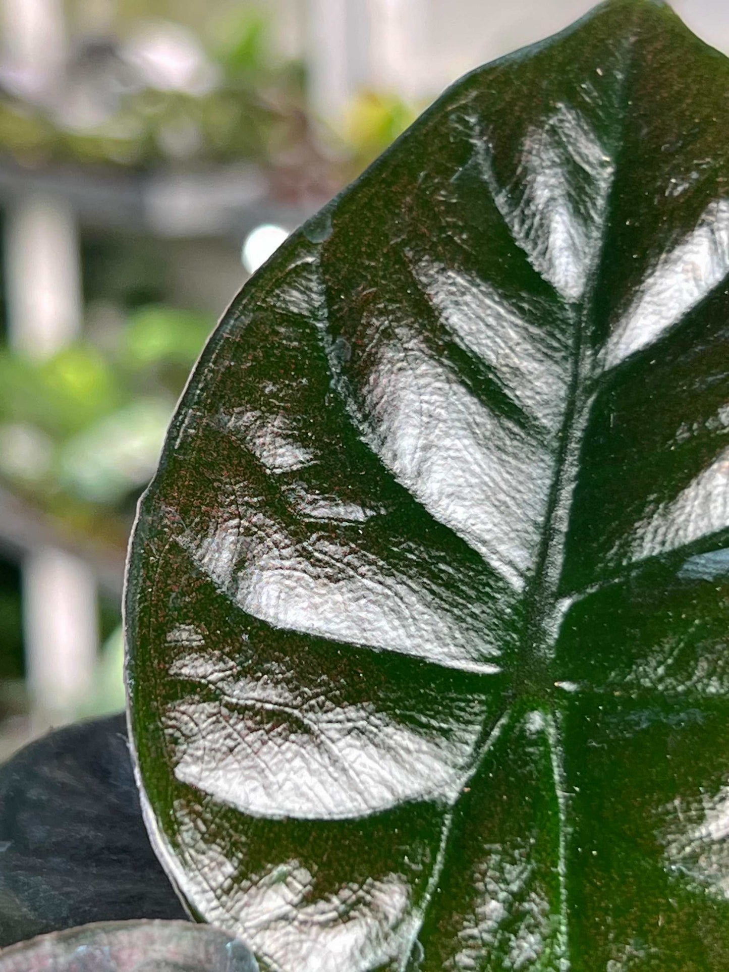 Alocasia infernalis