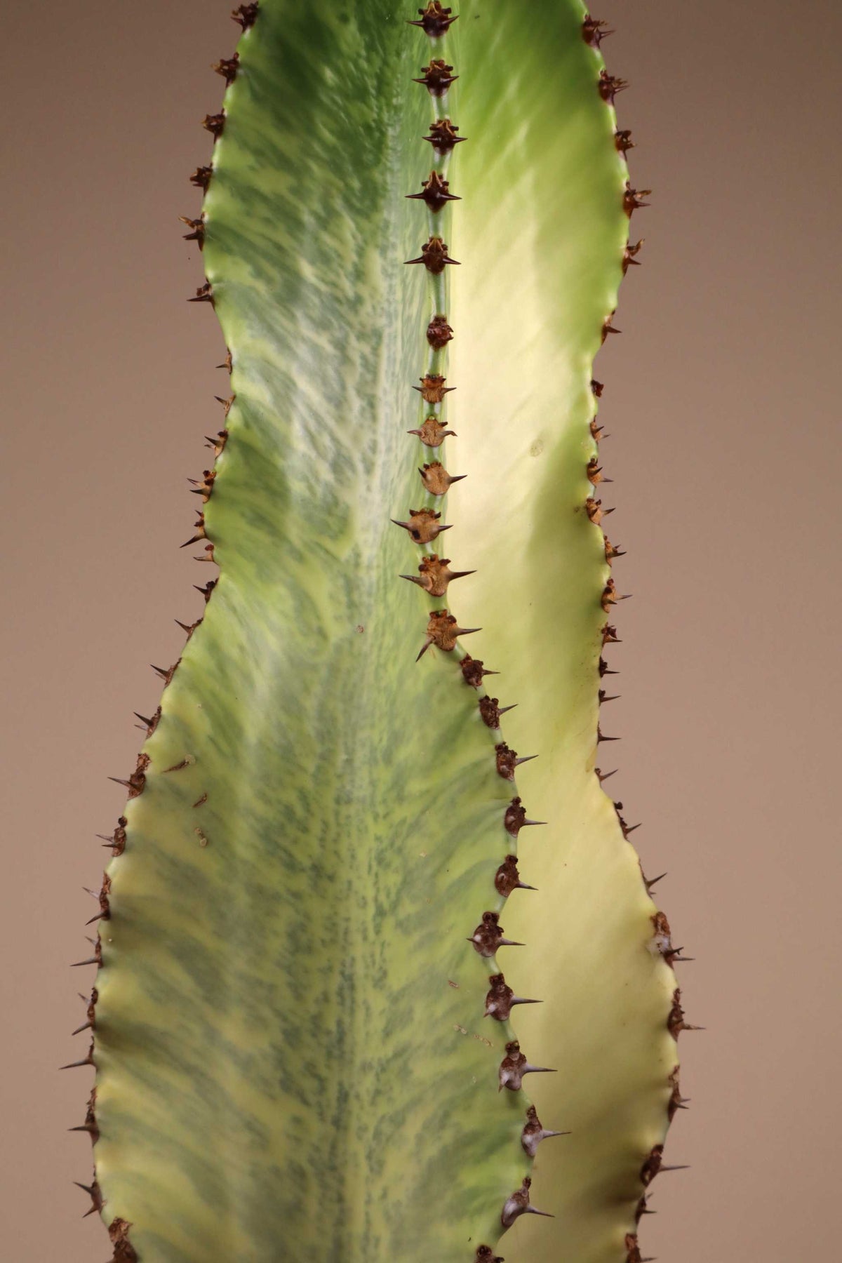 Euphorbia ingens 'Variegata' (Kaktuseuphorbia)