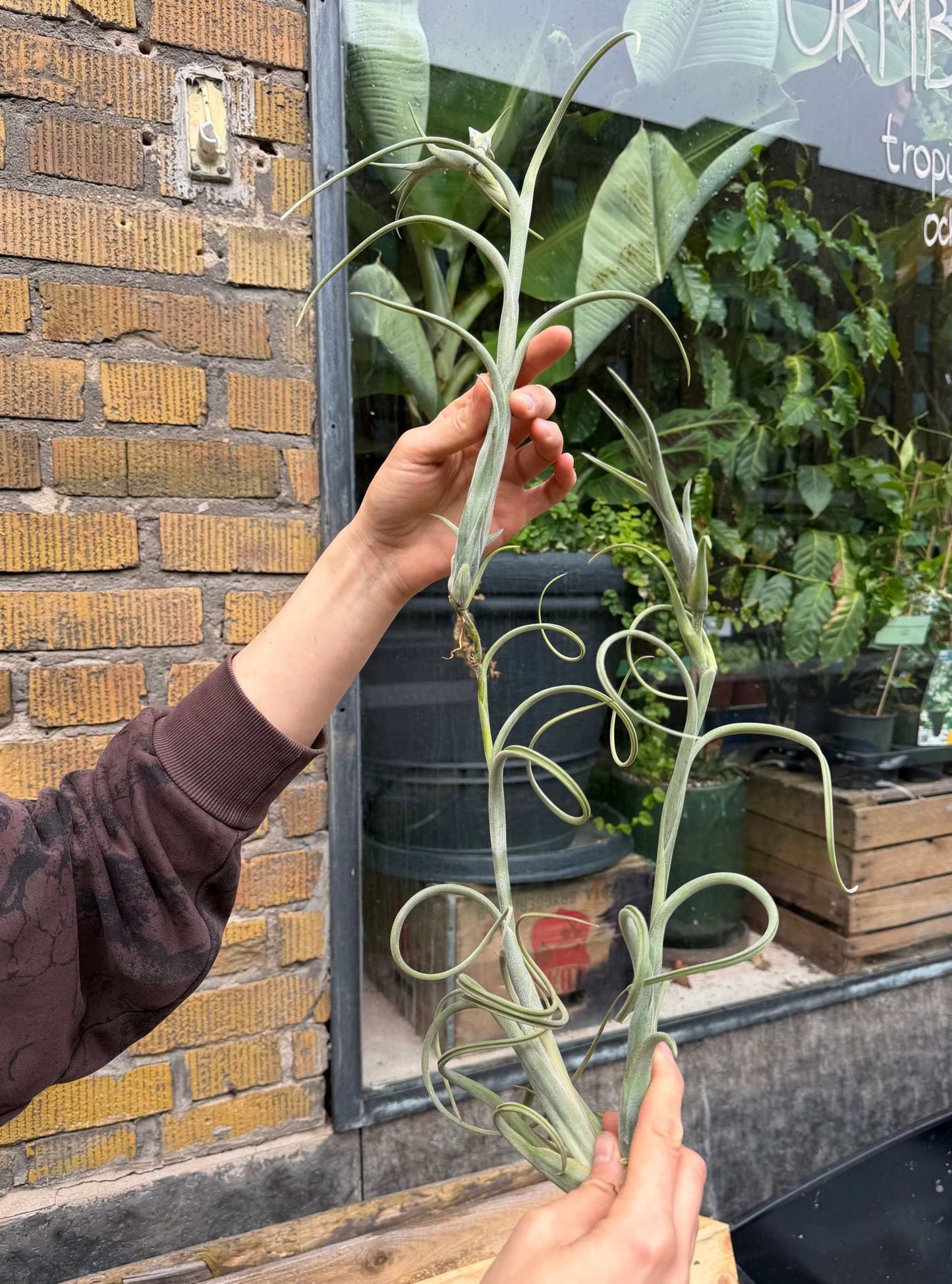 Tillandsia intermedia