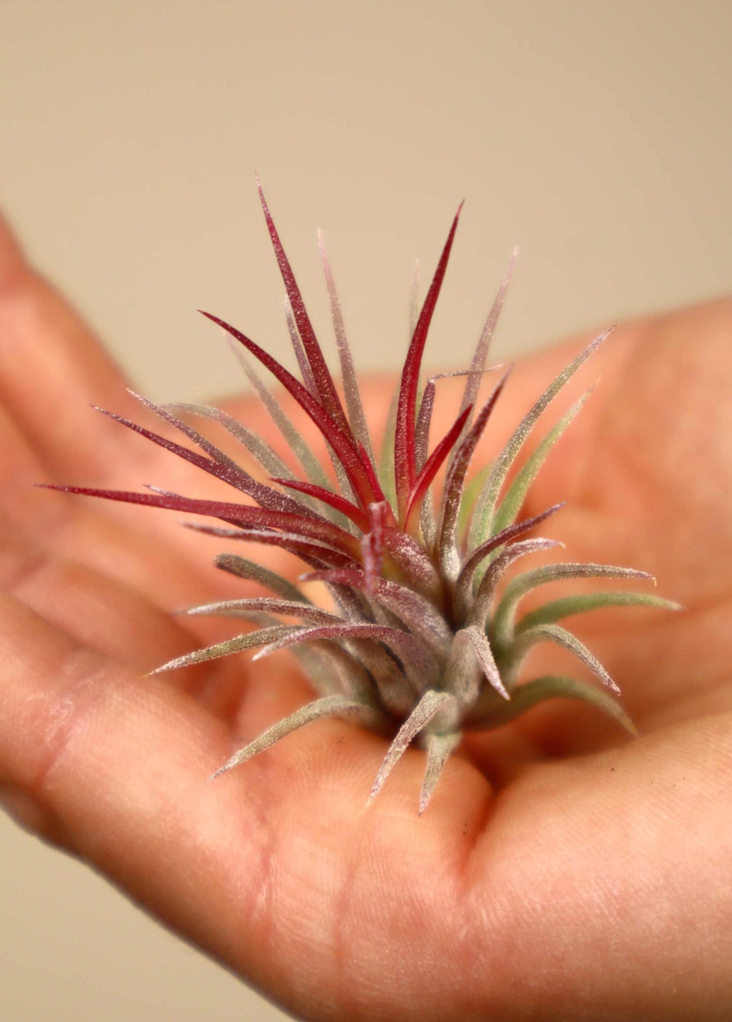 Tillandsia ionantha