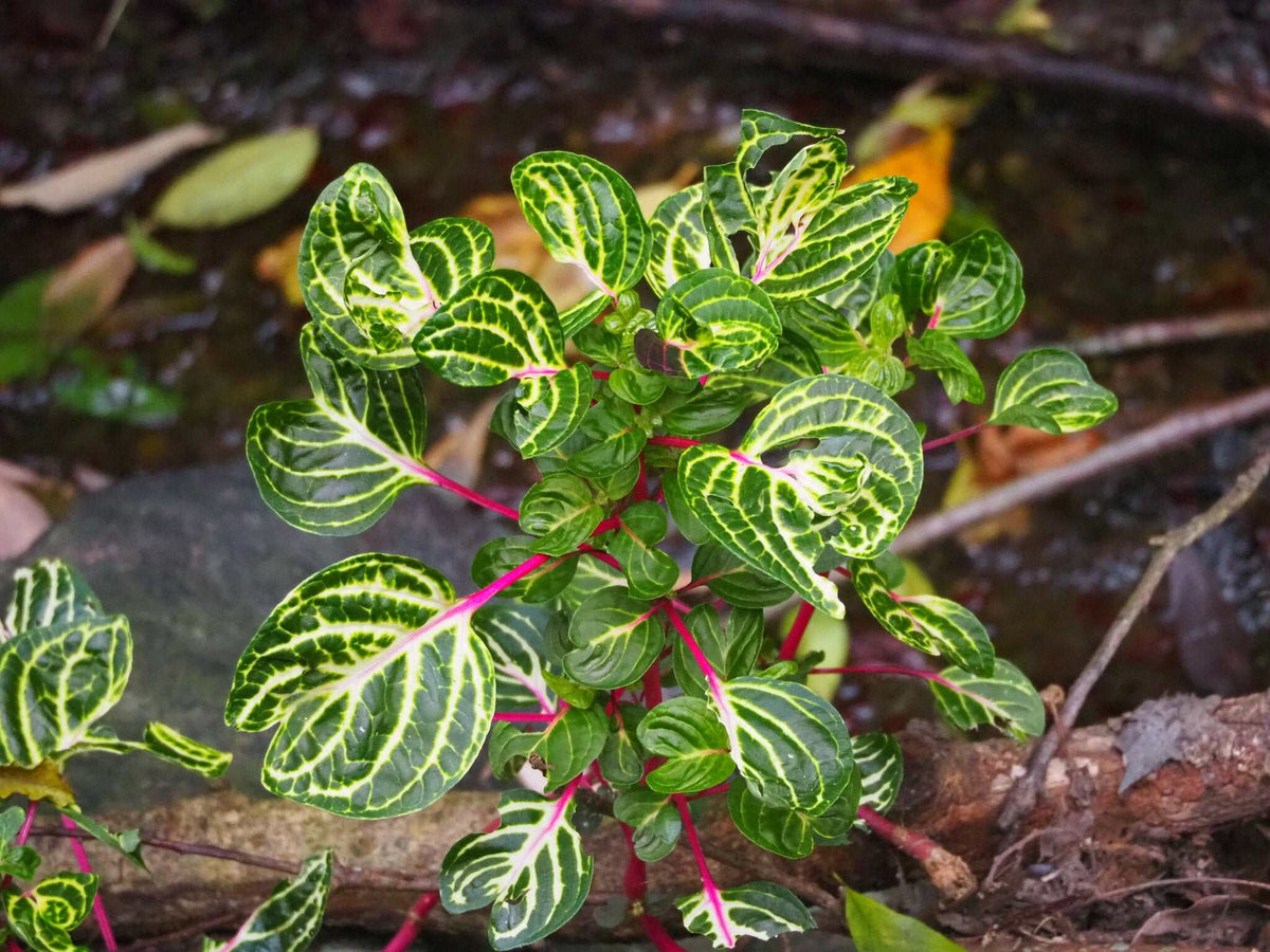 Iresine diffusa f. herbstii 'Höblomster'
