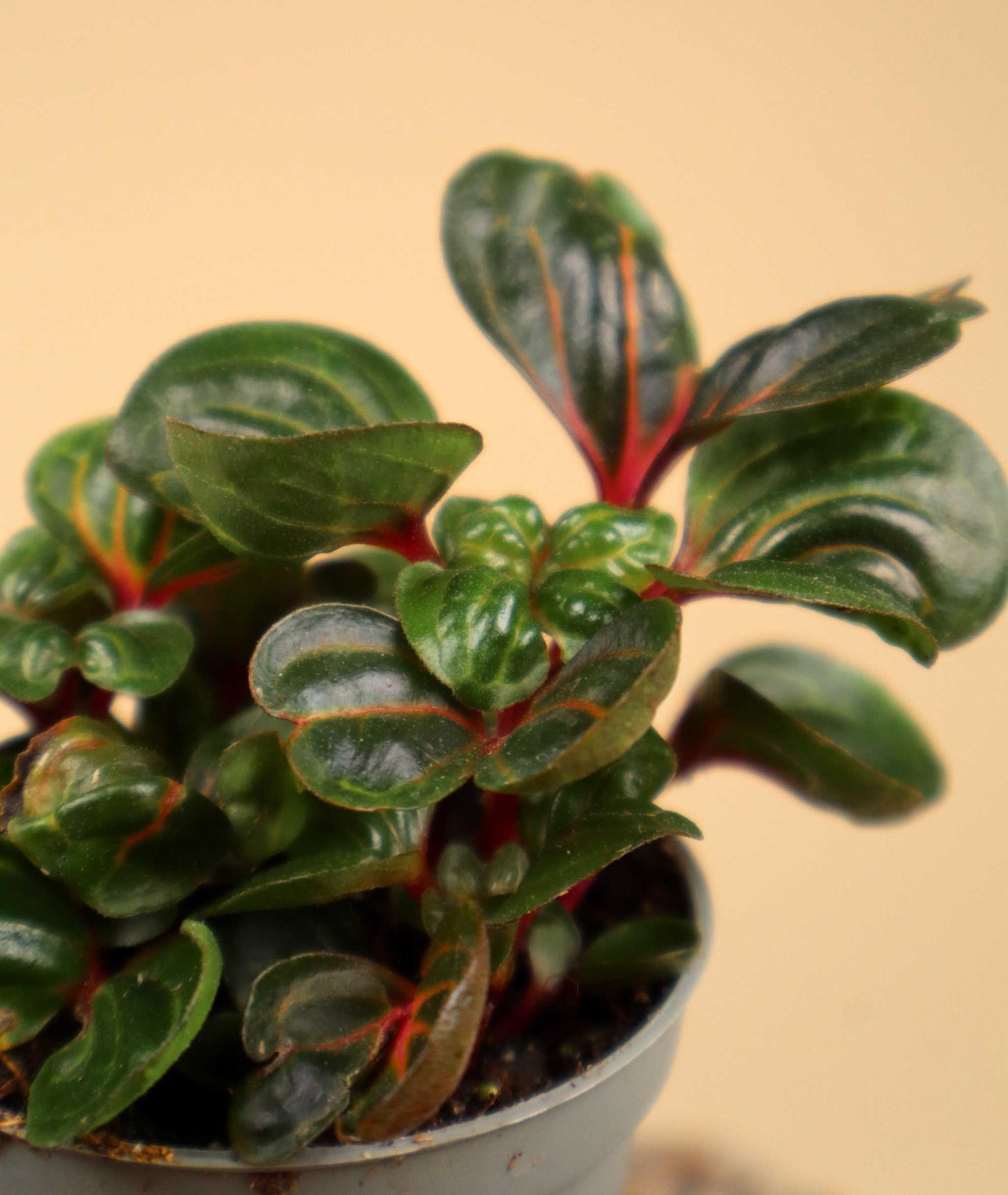 Iresine diffusa f. herbstii 'Höblomster'