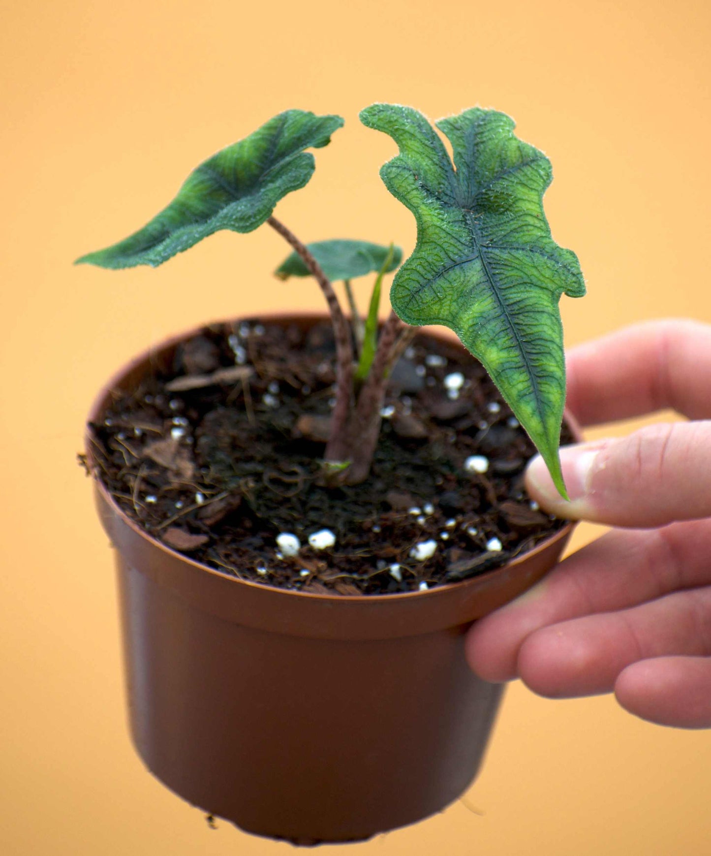 Alocasia tandurusa ´jacklyn' liten