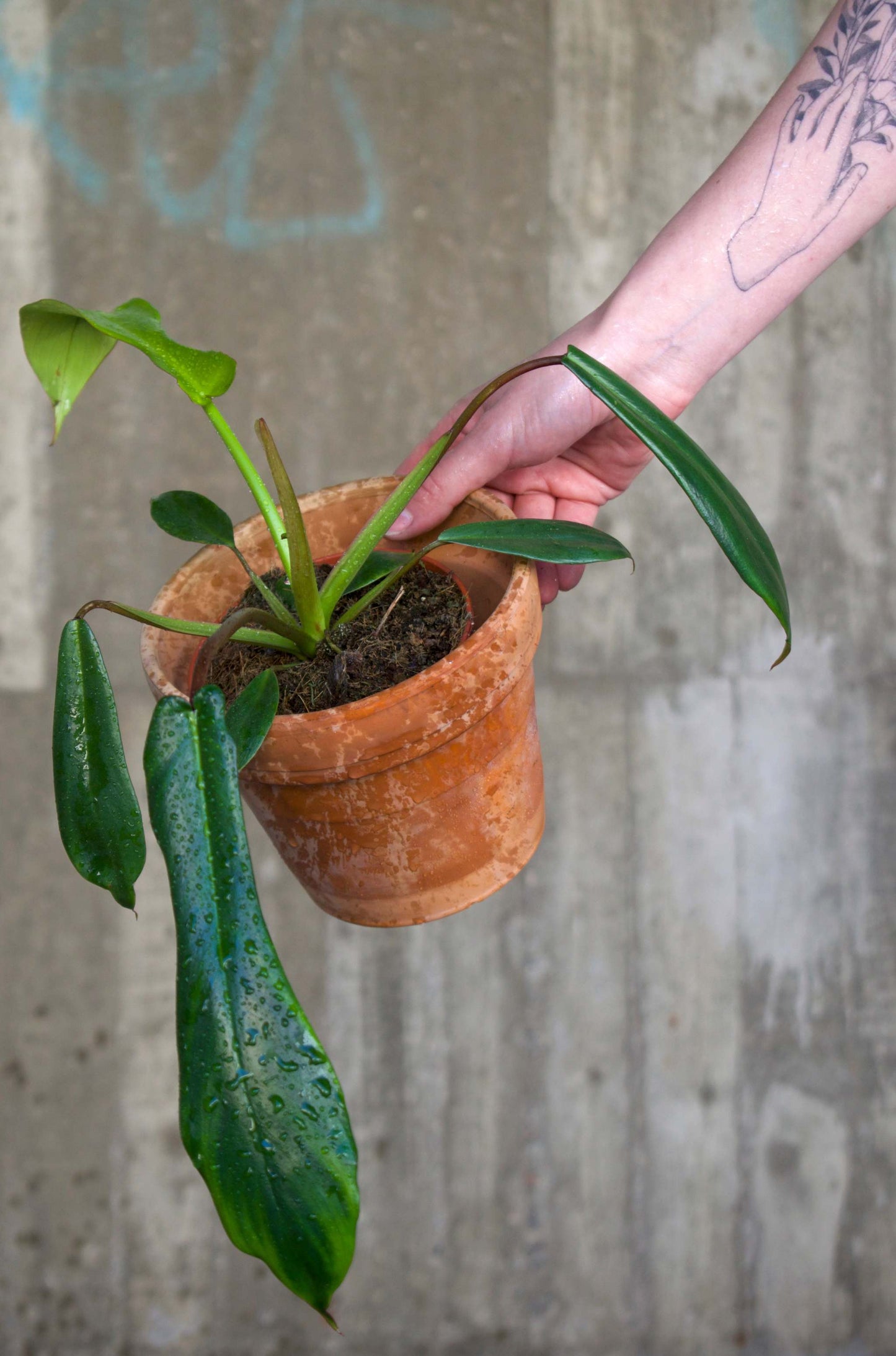 Philodendron joepii