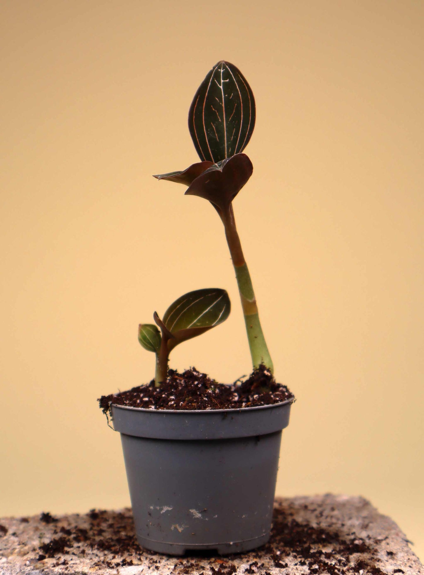 Ludisia discolor 'Juvelorkidé'