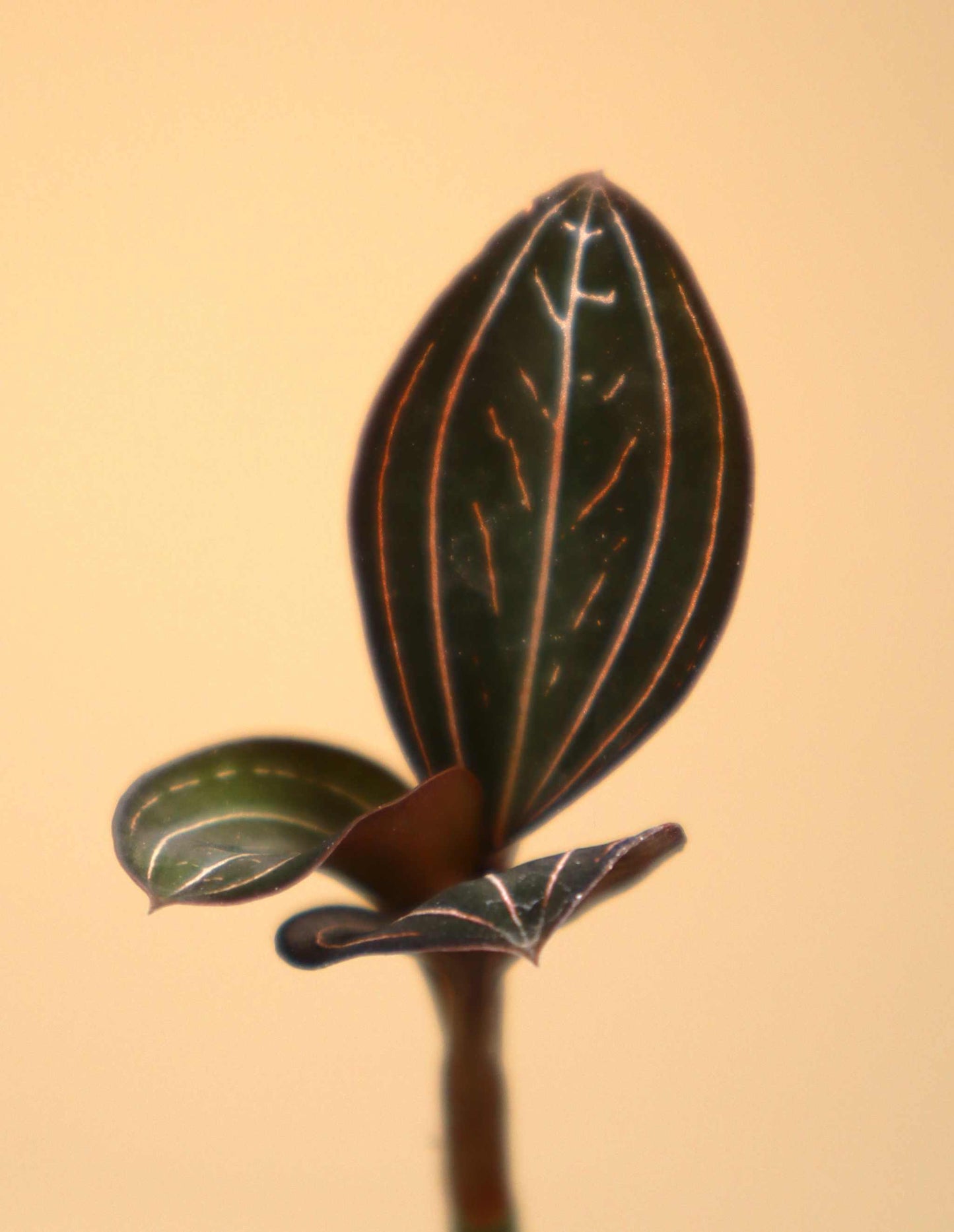 Ludisia discolor 'Juvelorkidé'