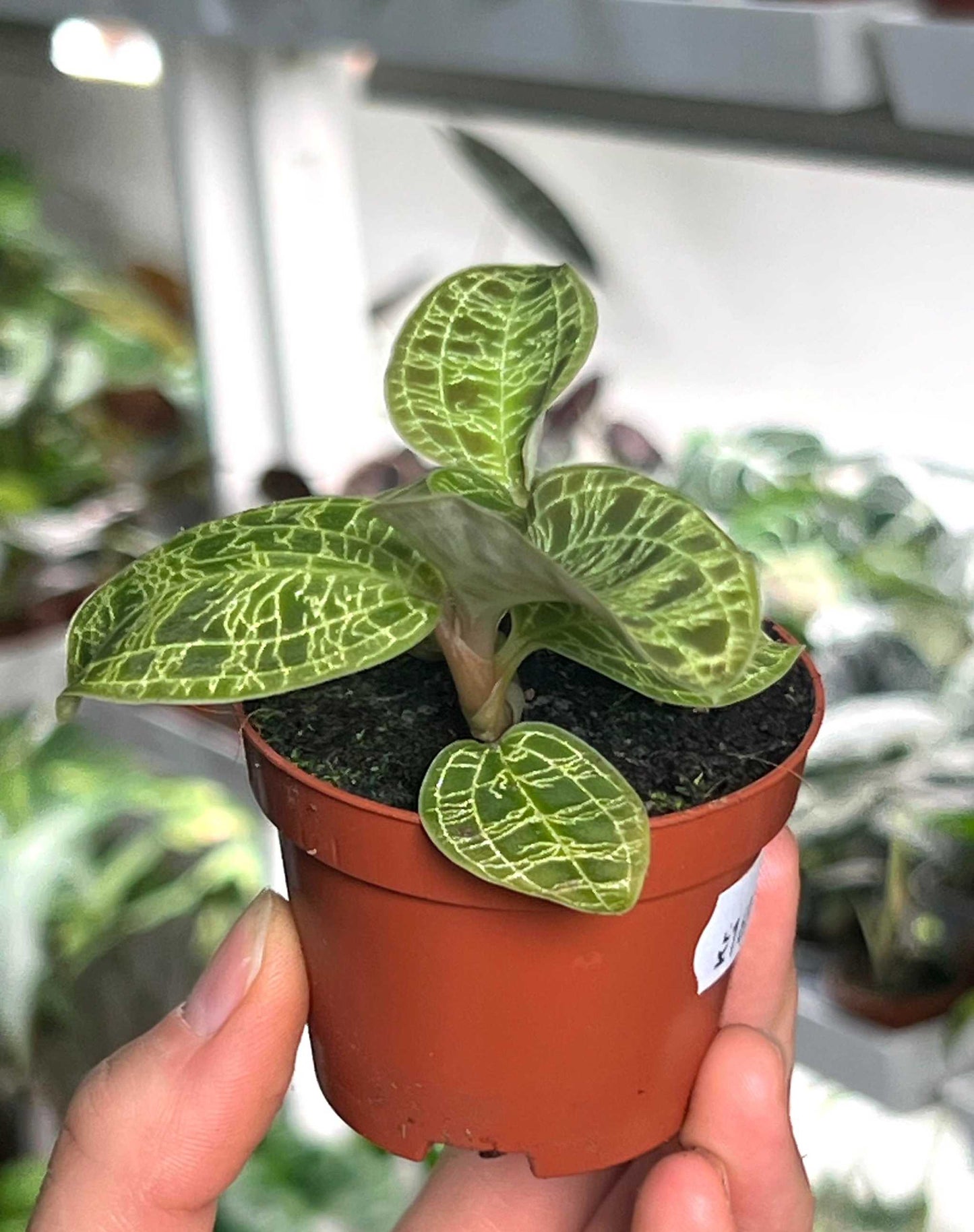 Macodes petola 'juvelorkidé'
