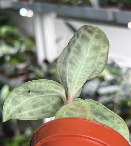 Macodes petola 'juvelorkidé'