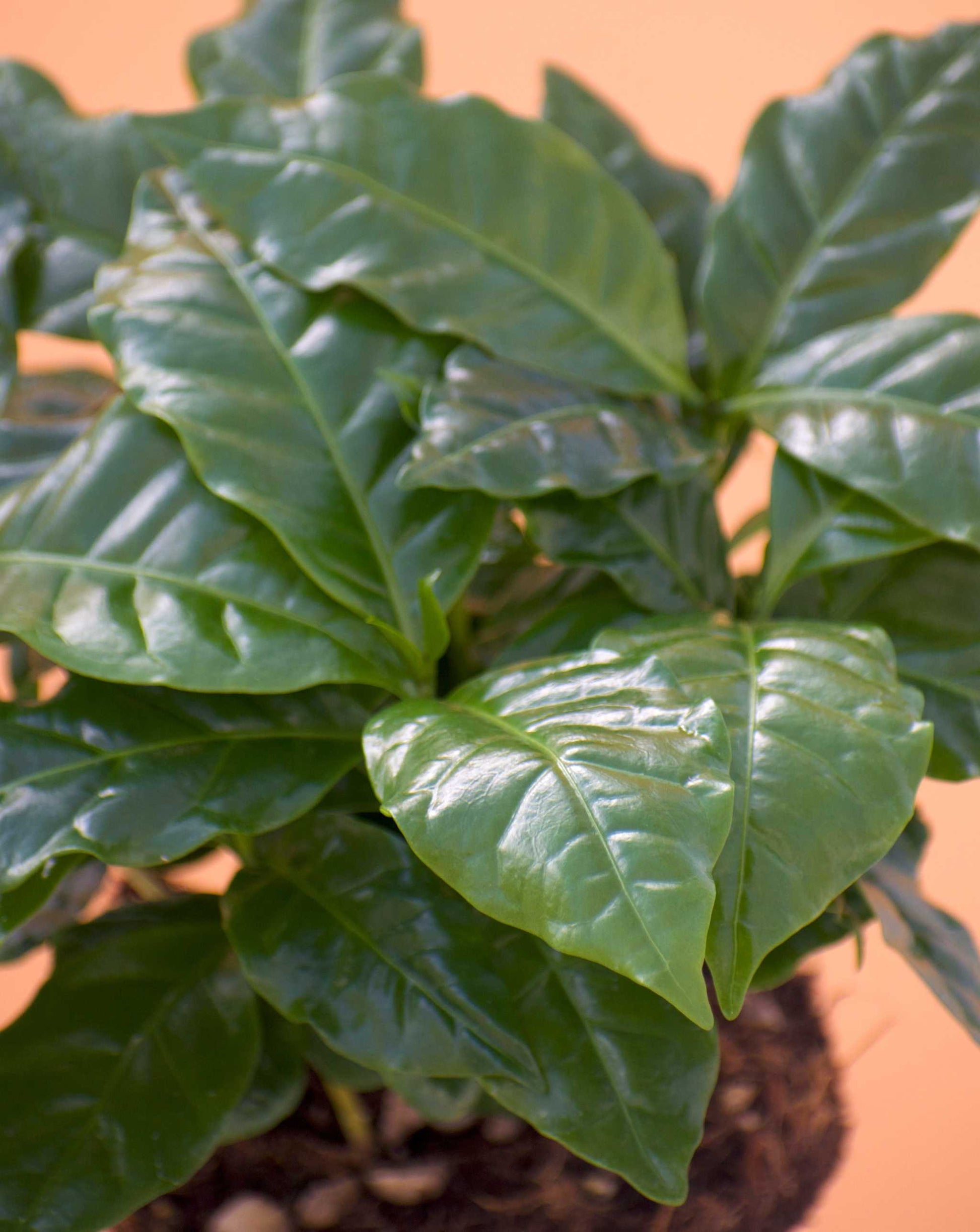 Kaffeträd 'Coffea arabica'