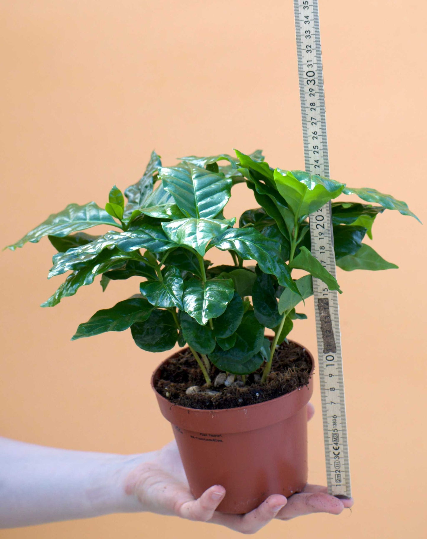 Kaffeträd 'Coffea arabica' storlek