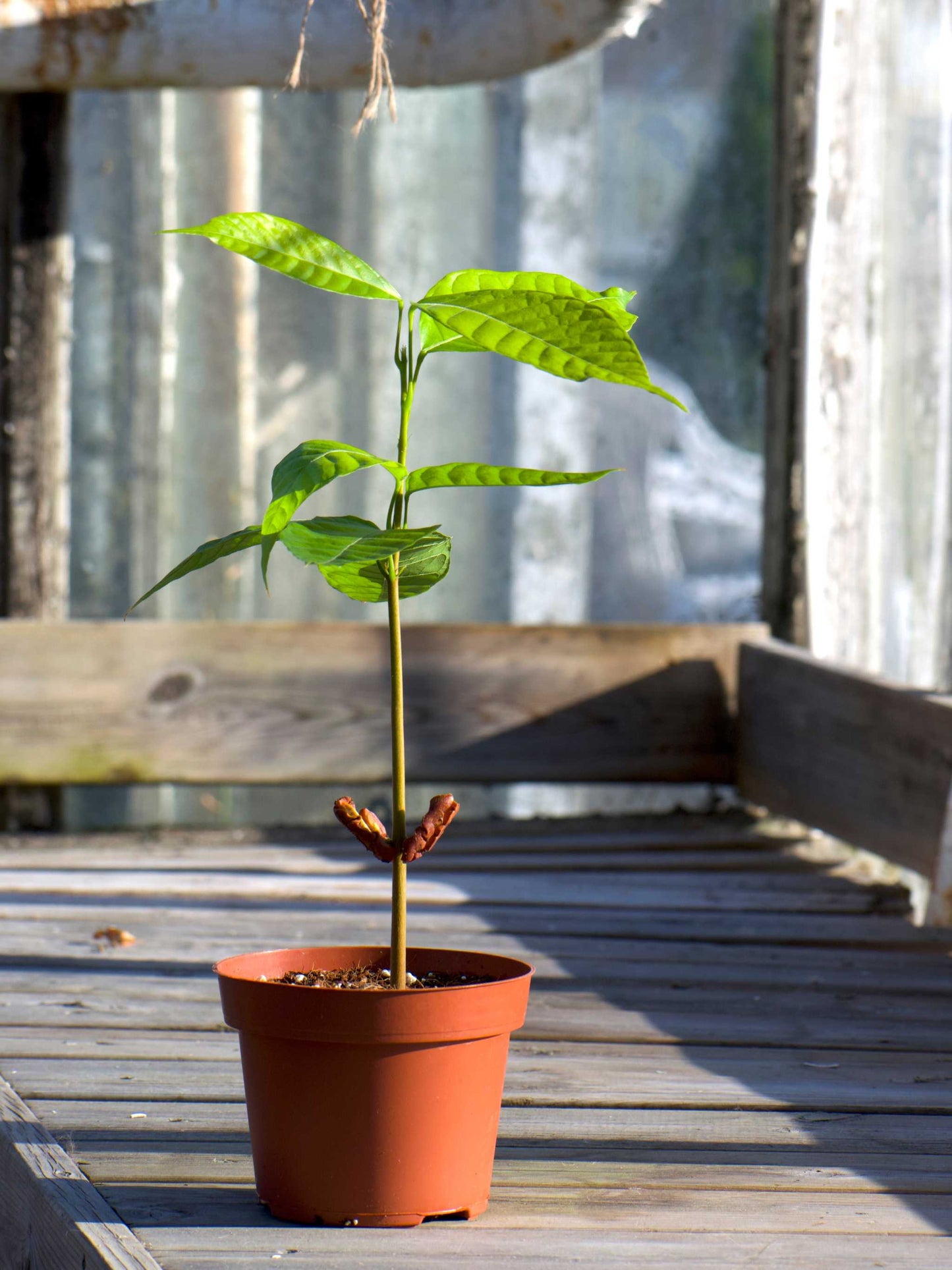 Cacao tree, 'Theobroma cacao'