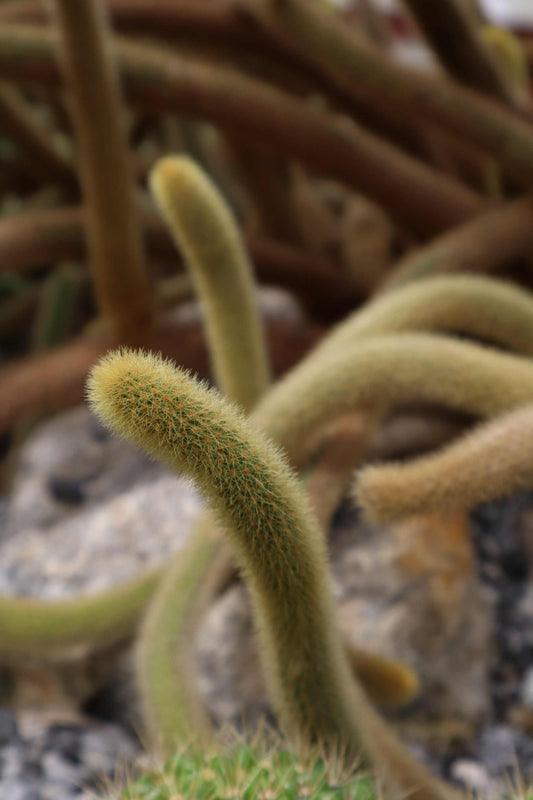 Hildewintera colademononis - Apsvans Kaktus