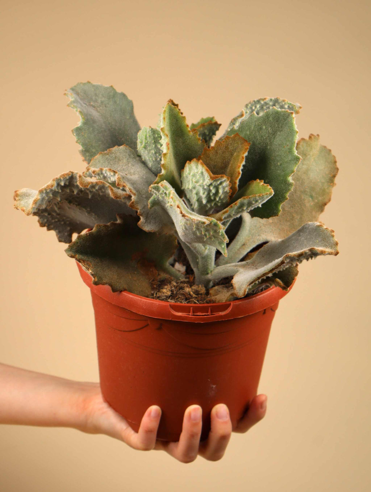 Kalanchoe beharensis 'Kamelhårskalankoe'
