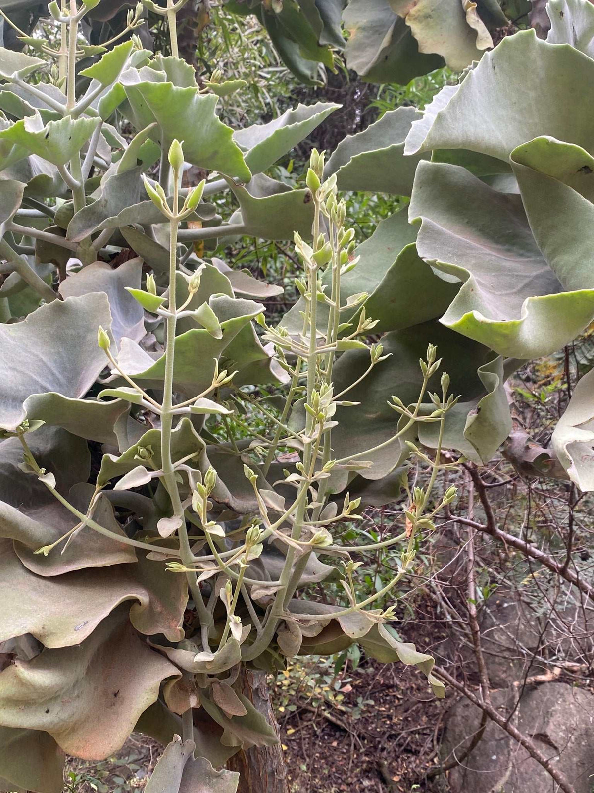 Kalanchoe beharensis 'Elefantenohr-Kalanchoe'
