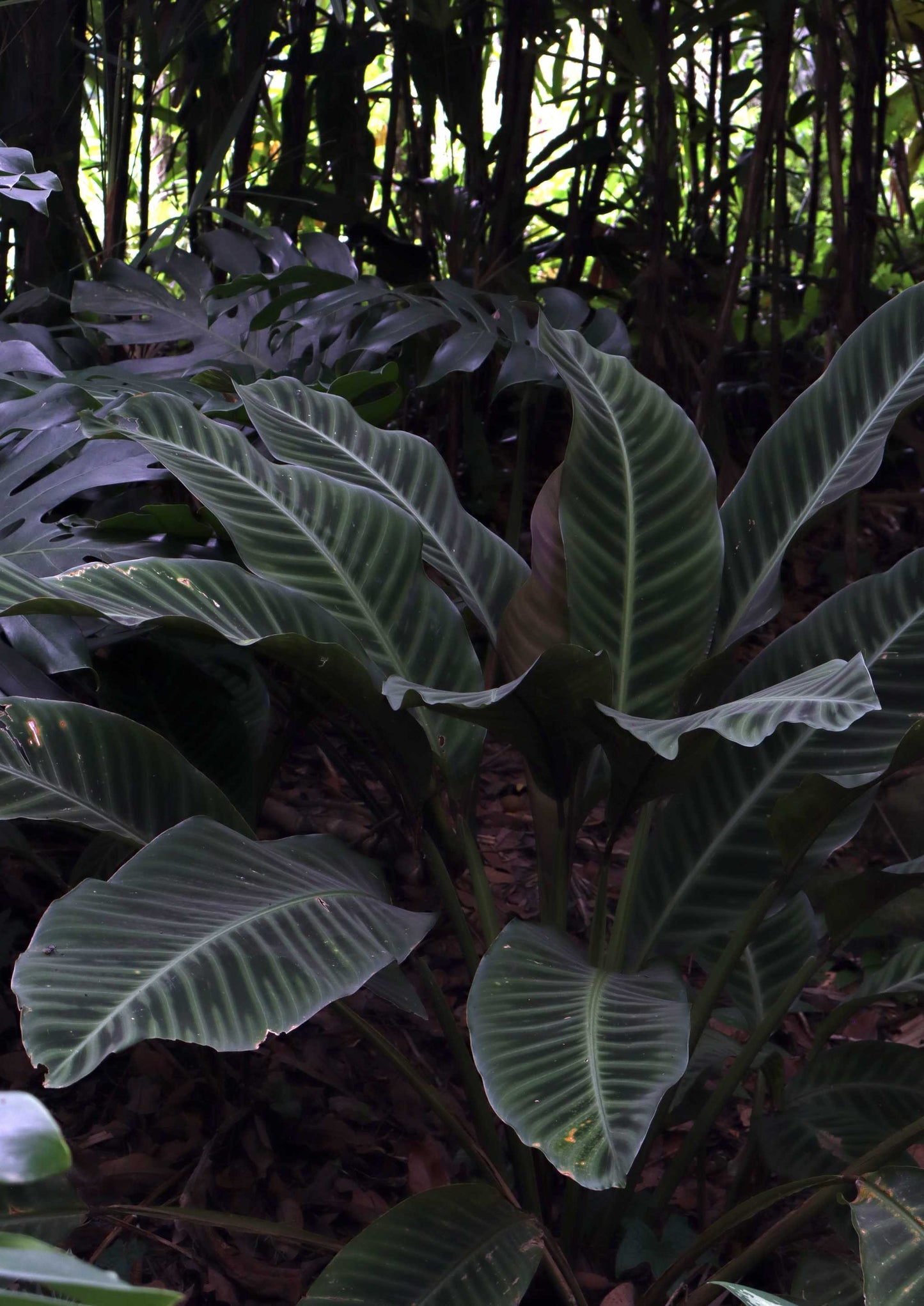 Goeppertia zebrina | Zebra Plant